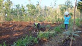 PETANI DESA DENGOK SIAP HADAPI DATANGNYA MUSIM PENGHUJAN