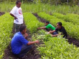 BERTANAM KANGKUNG