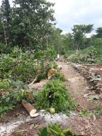 Penebangan Pohon di area Pembangunan JUT