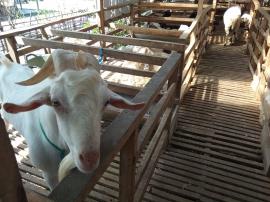 Mas Joko Peternak Kambing Modern