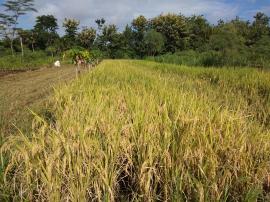 Panen Padi cara Tradisional