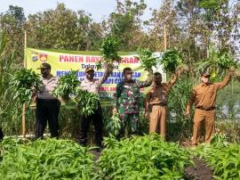 Babinkamtibmas babinsa Panen Raya Kalurahan Dengok