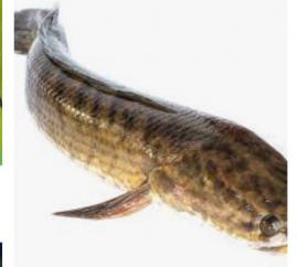 Ikan Gabus