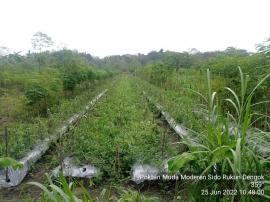 Petani Muda Moderen Dengok