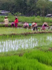 Warga Tani Dengok Mulai Bertanam Padi