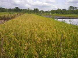 Petani Panen Padi